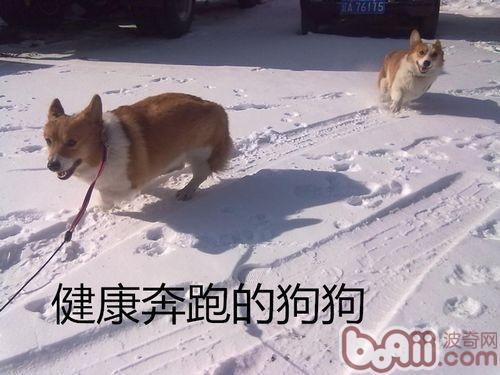 <a href=/zhonglei/gou/ target=_blank class=infotextkey>狗</a>狗跛行的相關問題