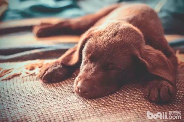 狗狗得了犬心絲蟲病怎么辦 犬心絲蟲病怎么治療
