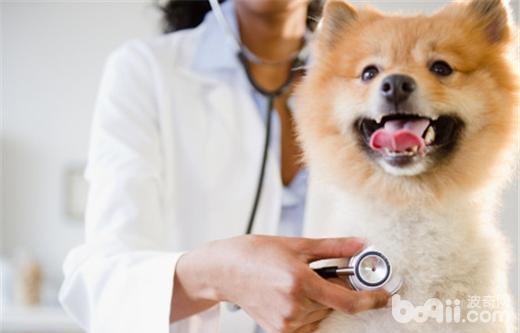 博美犬患上白內障的原因都有哪些？