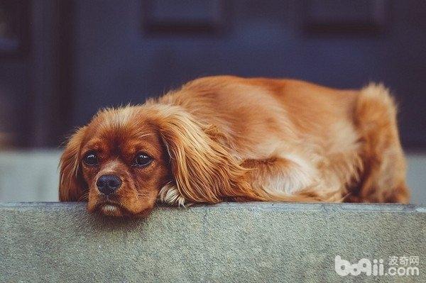 狗狗吐黃水有哪些原因？狗狗吐黃水治療方法