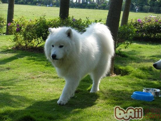 幫助訓練薩摩耶犬的四大方法