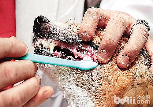 狗狗洗牙有什么風險