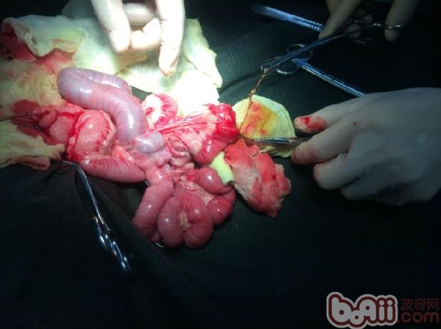 犬異物性腸道阻塞的治療