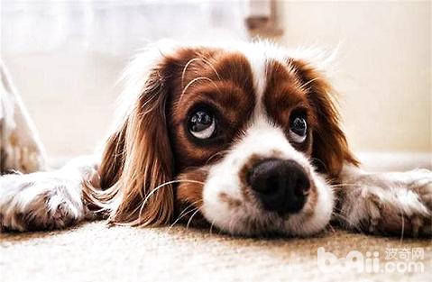 狗狗嘔吐怎么辦？為什么會嘔吐？