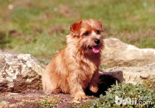 為什么狗狗夏季感染細小犬瘟的幾率比較大？