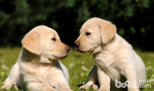拉布拉多犬怎么訓練？拉布拉多犬訓練方法