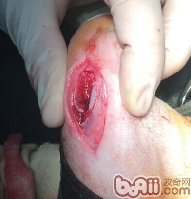 泰迪犬髕骨脫位的診治