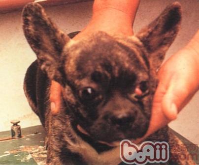 寵物犬第三眼瞼突出癥狀和治療方法