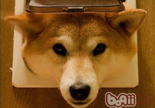狗狗的正常體溫是多少