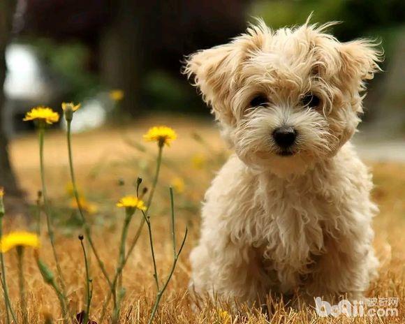 為什么狗狗夏季感染細小犬瘟的幾率比較大？
