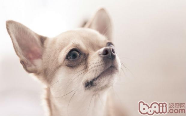 吉娃娃犬的氣管塌陷癥