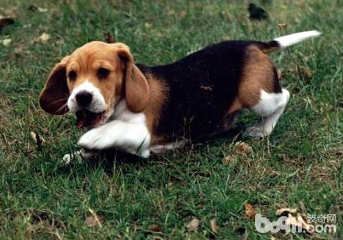 犬子宮扭轉有哪些臨床癥狀