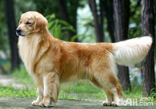 如何預防犬尿路結石