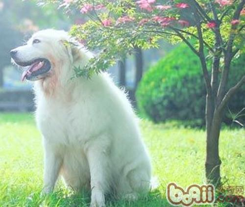 如何幫狗狗克服恐懼感