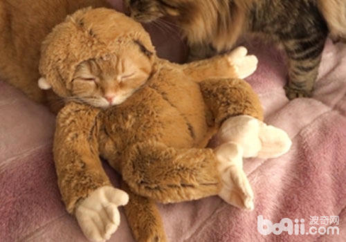 貓咪新式打扮技巧：猴年扮猴