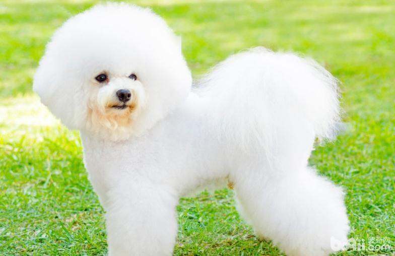比熊犬毛發打點，比熊犬吃什么美毛？