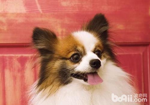 狗狗憂郁癥有哪些表現