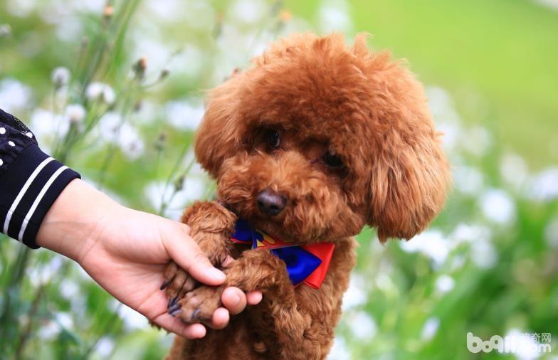 泰迪犬怎么補鈣 泰迪犬補鈣技巧