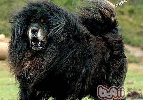 如何讓<a href=/zhonglei/gou/ target=_blank class=infotextkey>狗</a>變兇