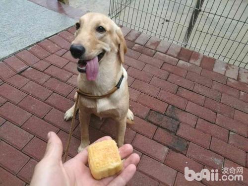 狗狗齜牙咧嘴護食怎么辦？