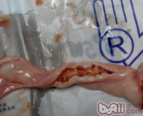 一例犬子宮蓄膿和卵巢囊腫的診治