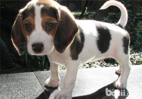 犬肥胖癥的治療原則
