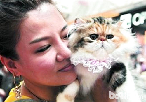 如何安全的接觸貓咪