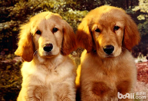 “犬髖關節發育不良癥”如何治療