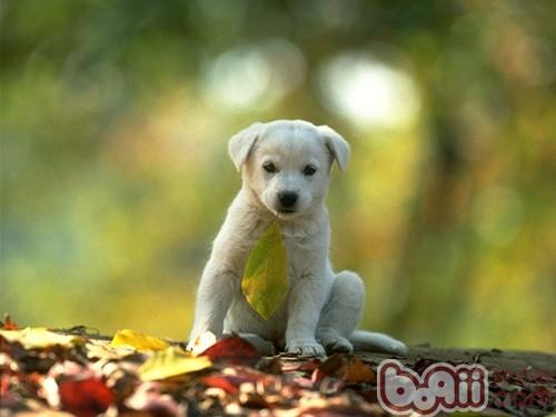 犬窩咳的發病癥狀
