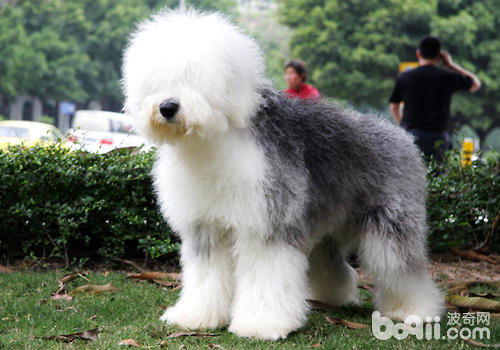 蘇格蘭牧羊犬怎么美容