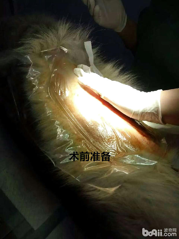 引起犬腹膜炎的常見原因