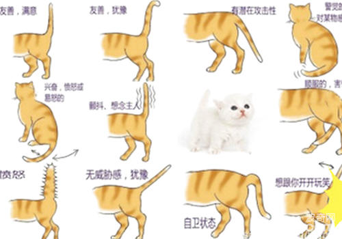 貓咪的尾巴能說明很多問題