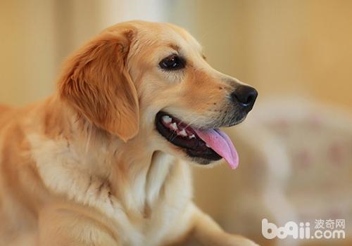犬過敏性皮炎的原因及癥狀