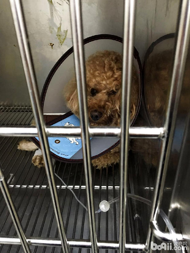 貴賓犬股骨頭壞死的治療經驗