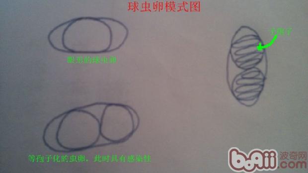 關于犬貓球蟲病的詳細介紹