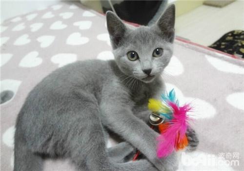 預防<a href=/ target=_blank class=infotextkey>寵物</a><a href=/zhonglei/mao/ target=_blank class=infotextkey>貓</a>中毒的措施