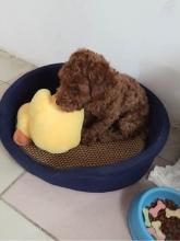 狗狗得了犬球蟲病怎么辦 犬球蟲病怎么治療