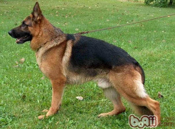 母犬產后為什么容易生病