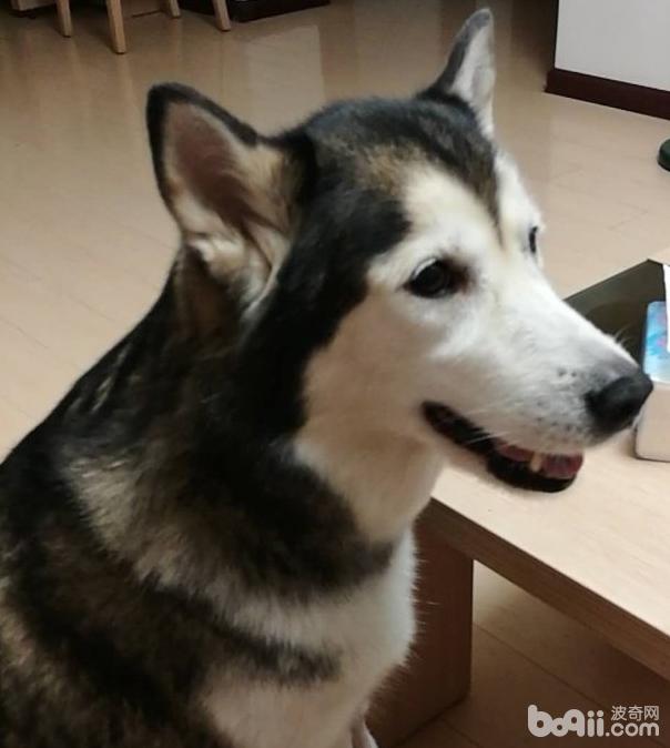 狗狗體檢項目都有哪些，狗狗體檢攻略