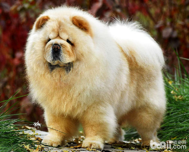 松獅犬的繁殖要點