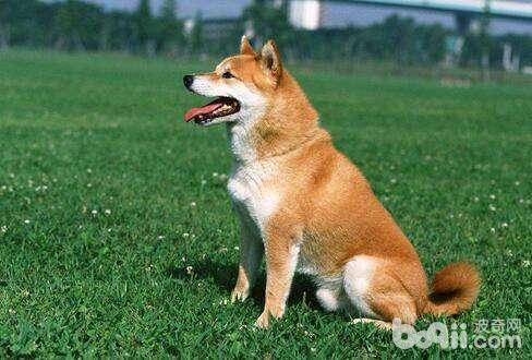 狗狗社會化訓練 狗狗怎么訓練