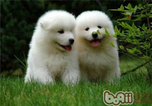 狗狗要謹防細小和犬瘟