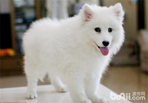 犬櫻桃眼的治療方法