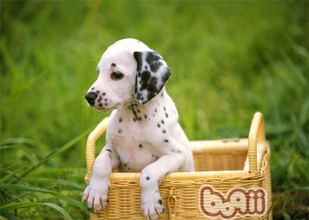 犬鉤蟲病的病因介紹