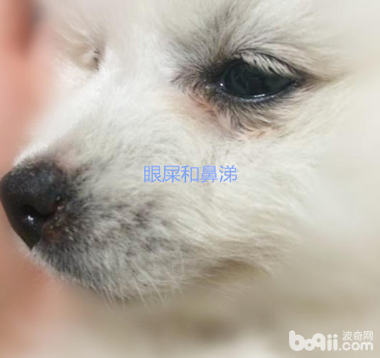 犬瘟細小那點事