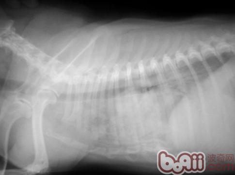 堅持治療，心臟病患犬也有春天