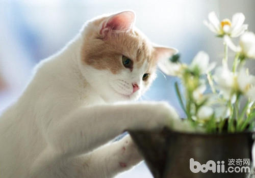 飼養貓咪十種錯誤你占哪幾項？
