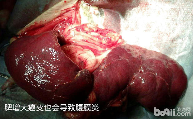 引起犬腹膜炎的常見原因