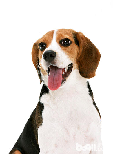訓練比格犬吃藥的方法
