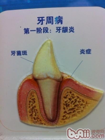 簡介常見的犬類牙科問題